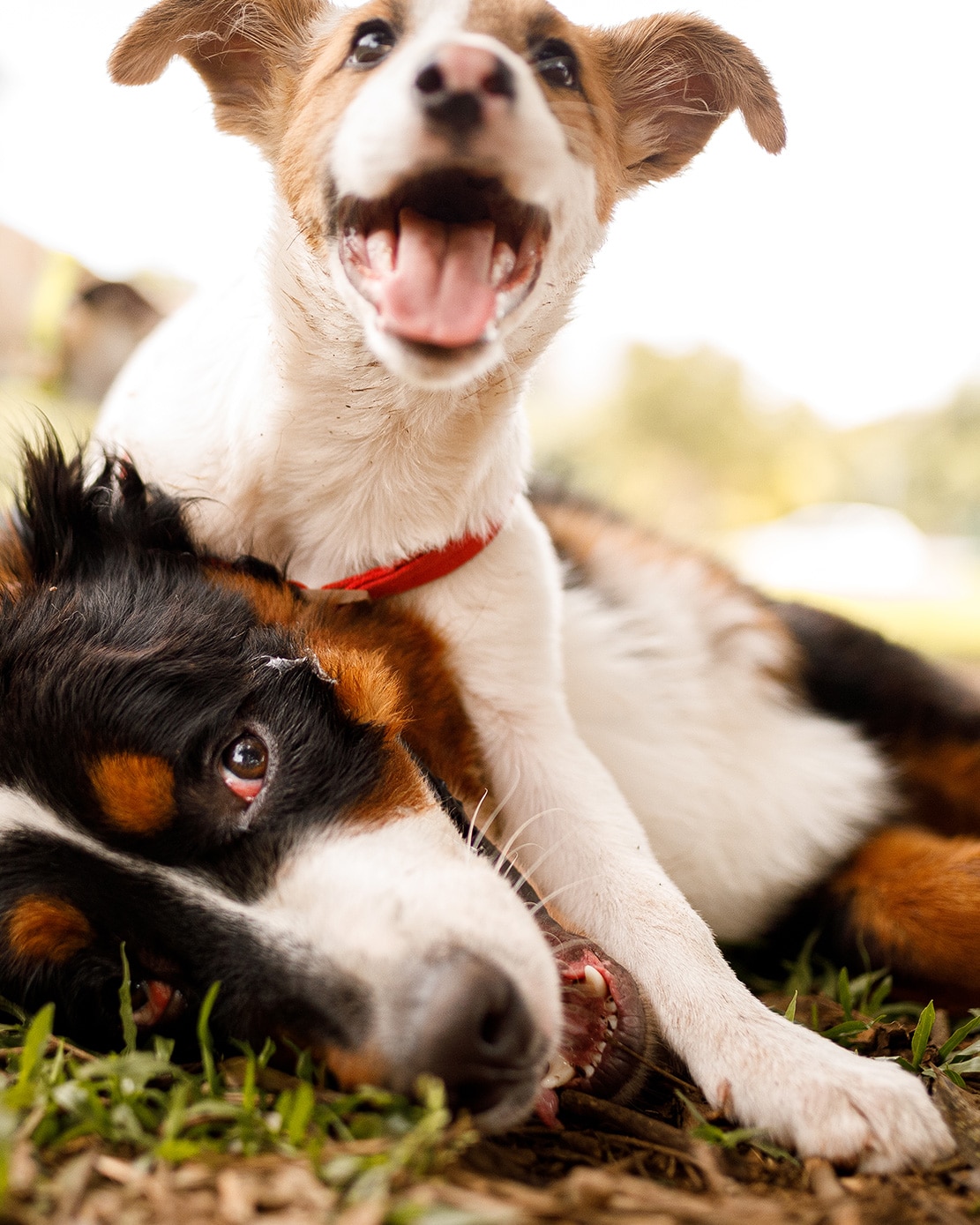 Two very cute dogs playing together outside in the grass